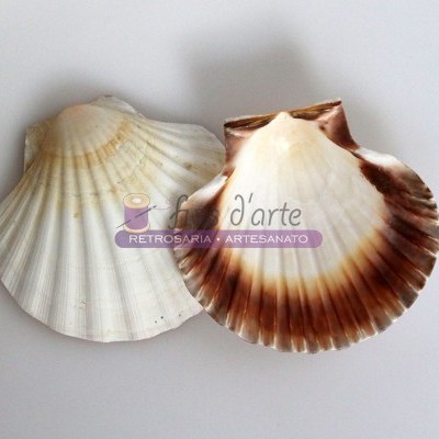 Duas conchas marítimas naturais em fundo branco com texto decorativo