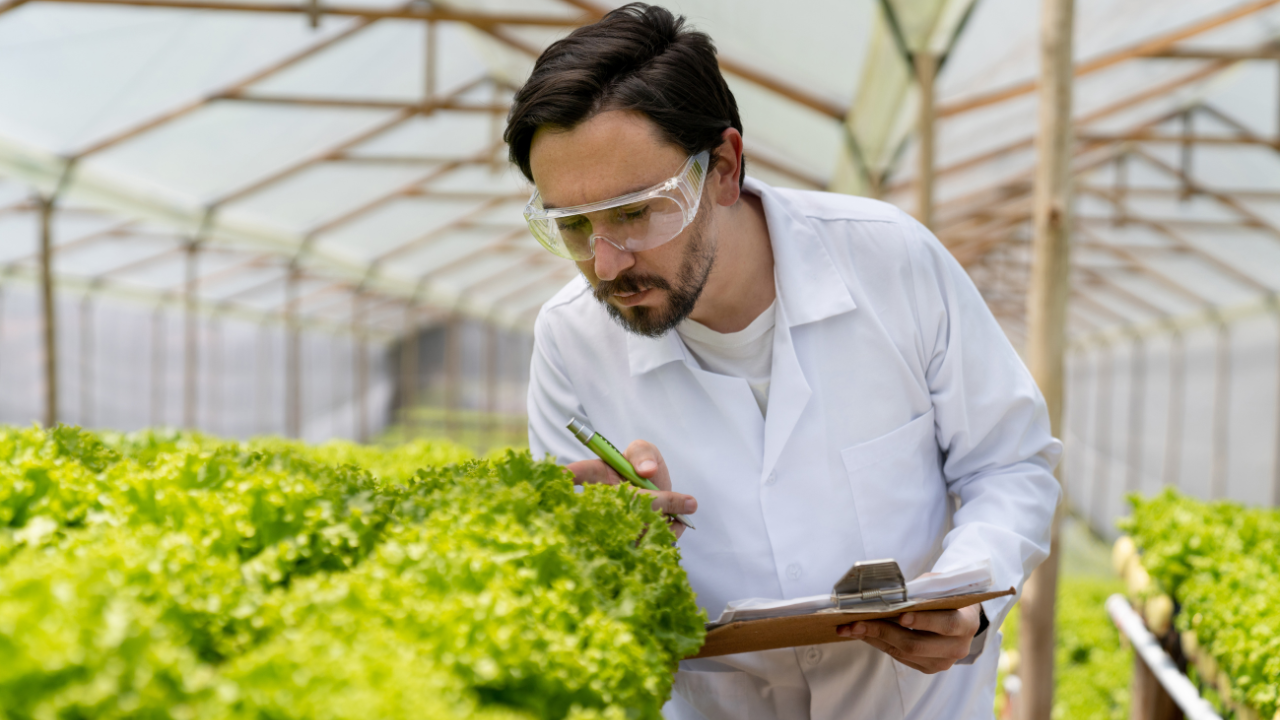 Homem com bata branca inspecciona alface numa estufa