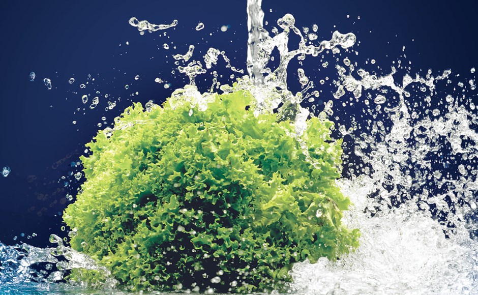 Alface verde a ser lavada com água