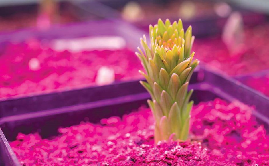 Planta suculenta verde em vaso preto com substrato rosa