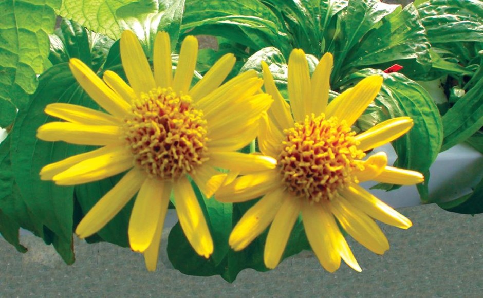 Duas flores amarelas junto a folhas verdes