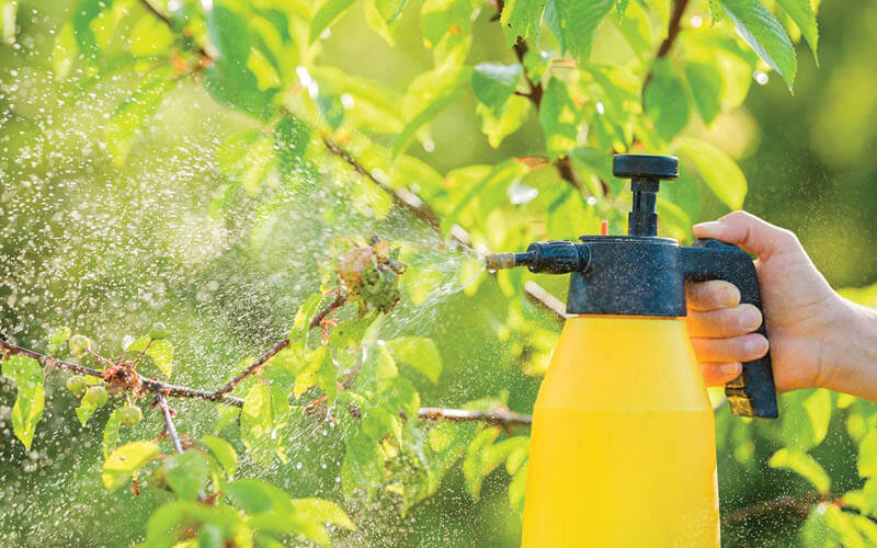 matar pulg&otilde;es