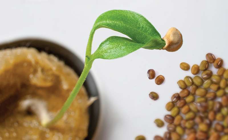 Broto verde com semente numa superfície castanha esponjosa e sementes ao lado