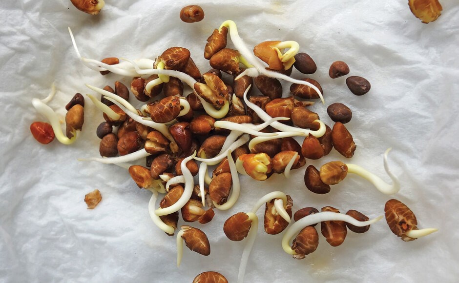 Sementes castanhas germinadas com raízes brancas em papel branco