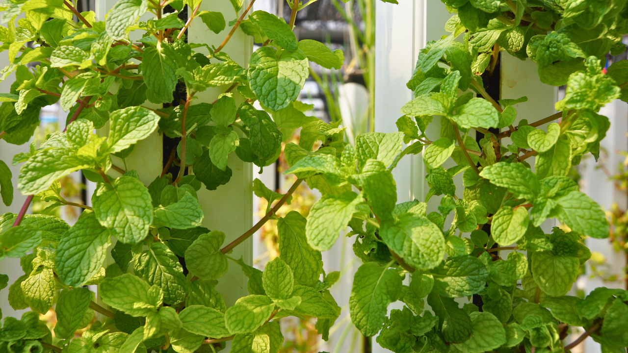 Ramos de hortelã fresca com folhas verdes em ambiente de cultivo interior