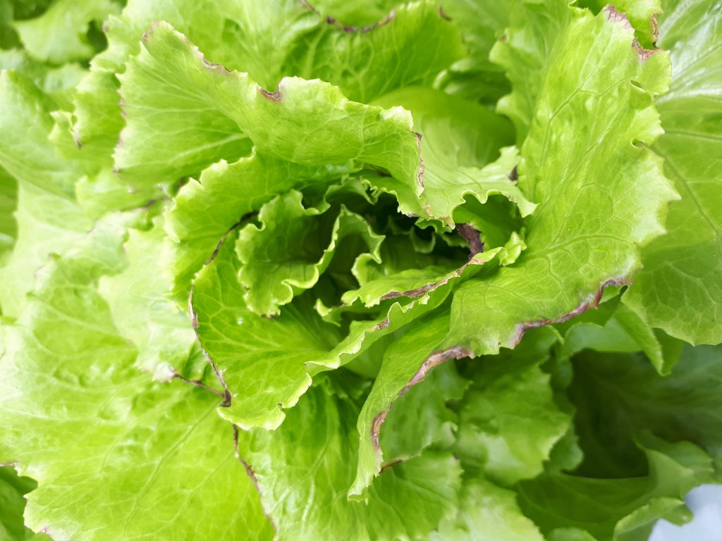 Alface verde com folhas frescas e bordas levemente roxas