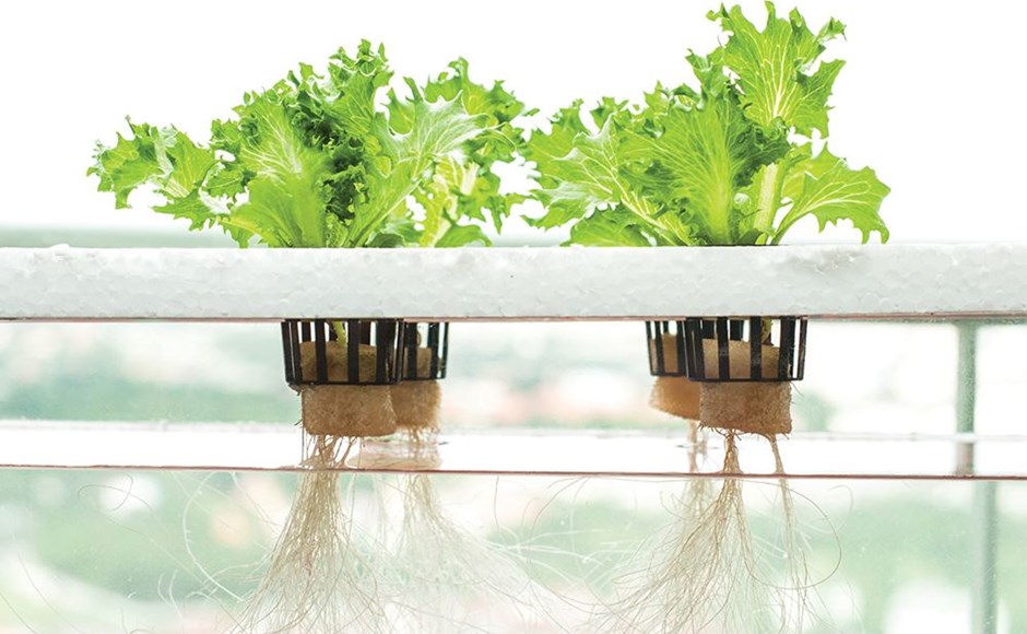 Dois vasos de plantas de alface com raízes visíveis suspensos numa estrutura branca