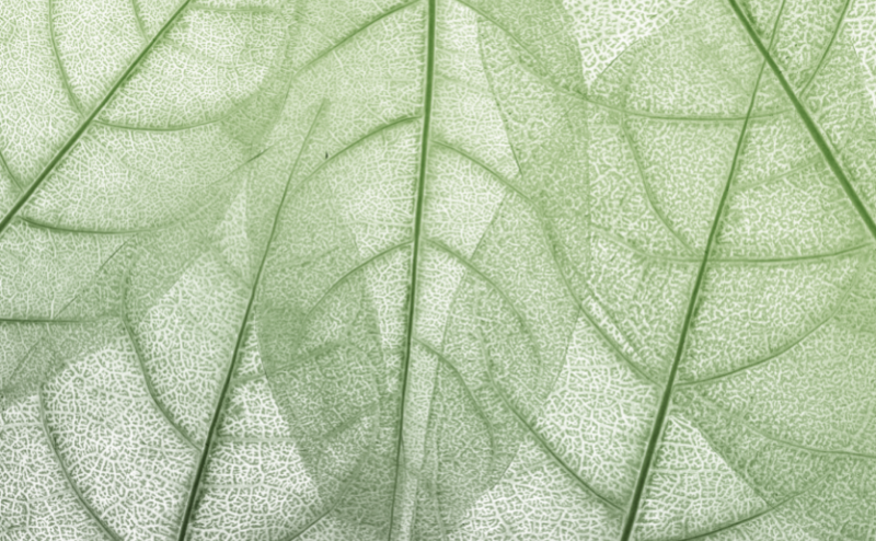 Folhas verdes translúcidas com veias visíveis em padrão detalhado