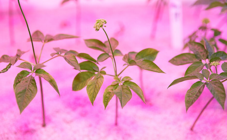 Plantas verdes com folhas e flores pequenas num fundo cor-de-rosa