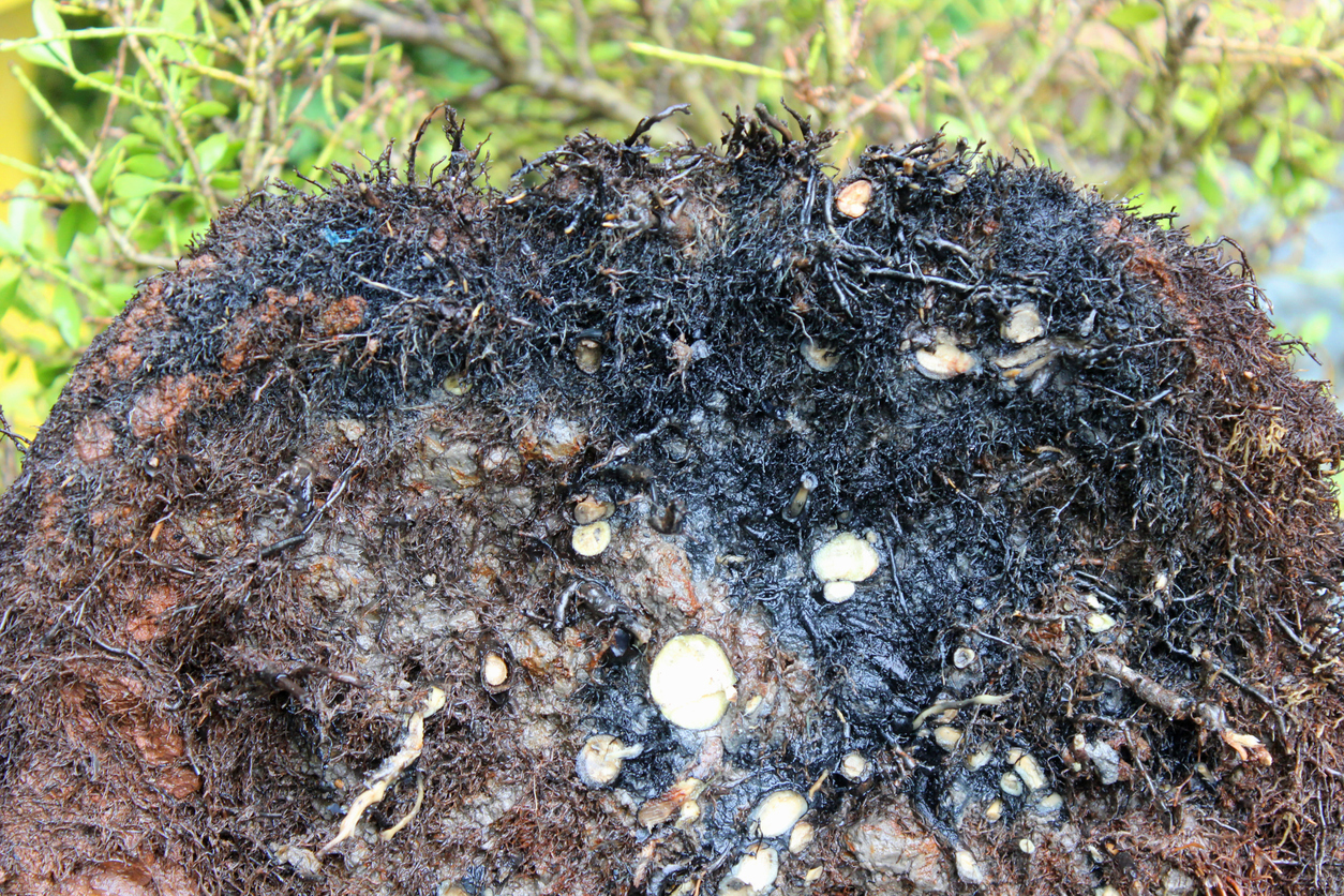 doen&ccedil;as ra&iacute;z plantas