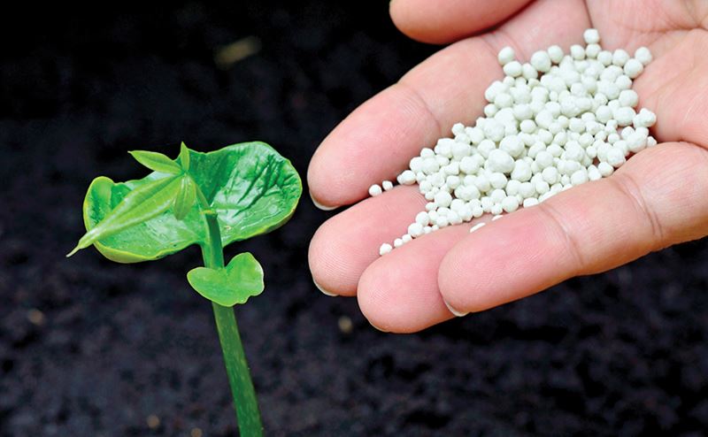 Mão com grânulos brancos ao lado de planta jovem e solo escuro