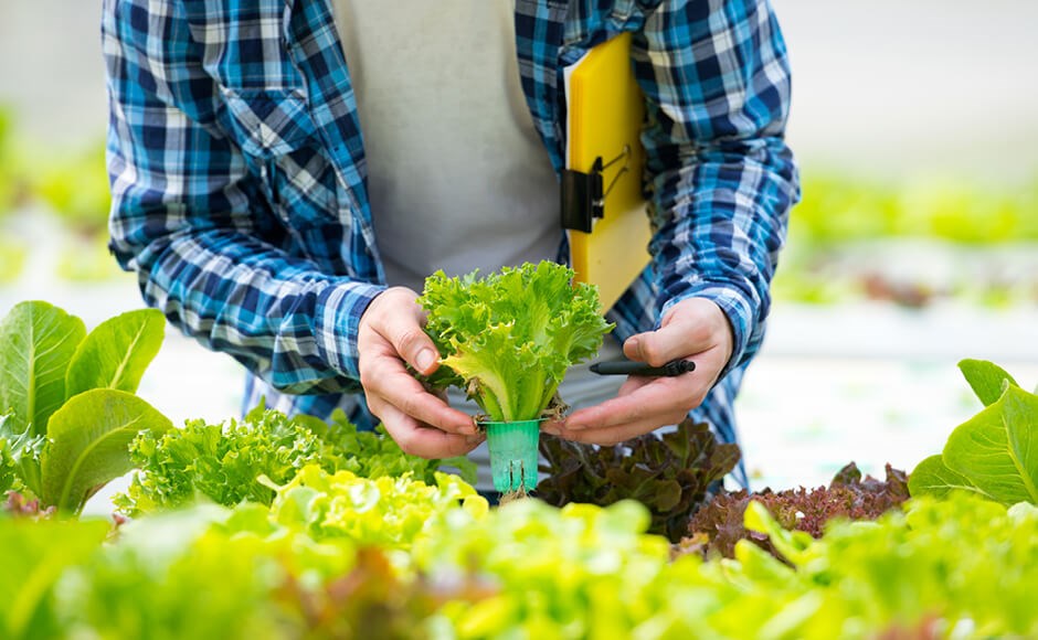Pessoa segura alface em estufa com outras alfaces