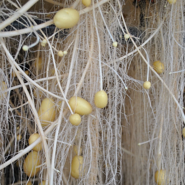 Ramos finos com pequenos frutos amarelos pendurados sobre fundo de madeira