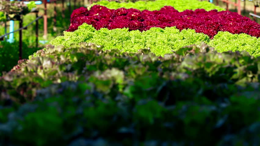 Alfaces de várias cores e texturas plantadas em filas num campo exterior