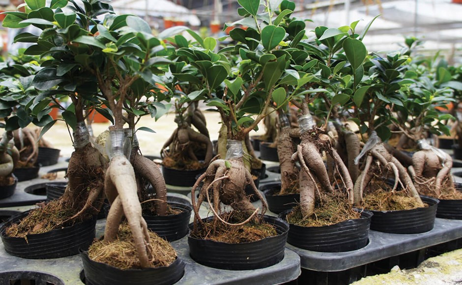Plantas bonsai com troncos grossos e entrelaçados em vasos pretos numa estufa