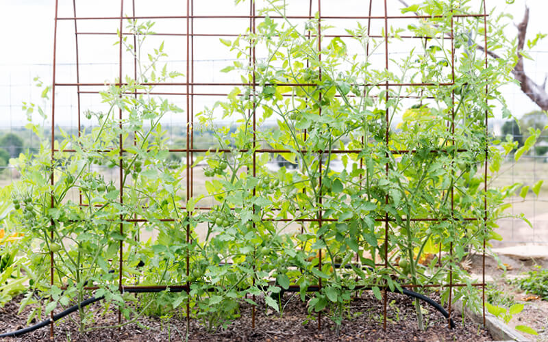 treli&ccedil;as plantas