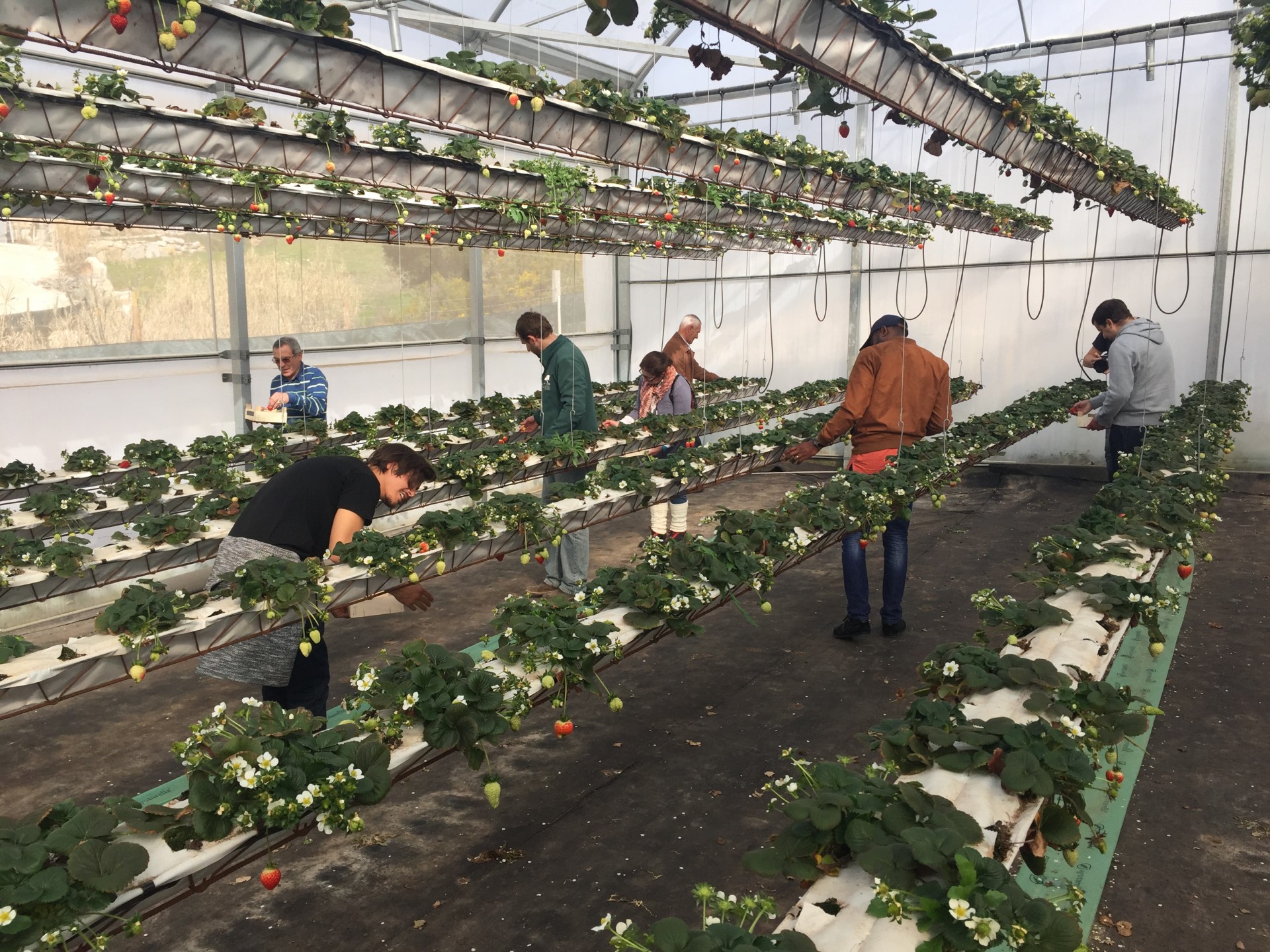 Estufa com plantas de morango em prateleiras, pessoas a colher frutos e cuidar das plantas