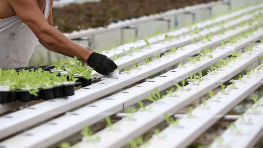Cultivo hidropónico com tubos brancos e rebentos verdes, pessoa com luva preta a mexer nas plantas