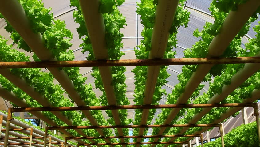 Plantas de alface verde em cultivo hidropónico dentro de estufa