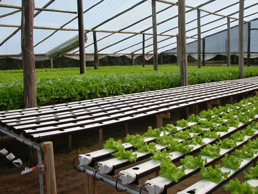 Sistema de cultivo hidropónico com alfaces em estufa