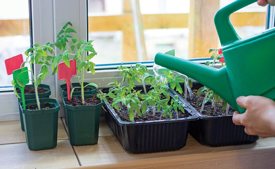 Plantas jovens em vasos e bandejas plásticas sendo regadas junto a uma janela