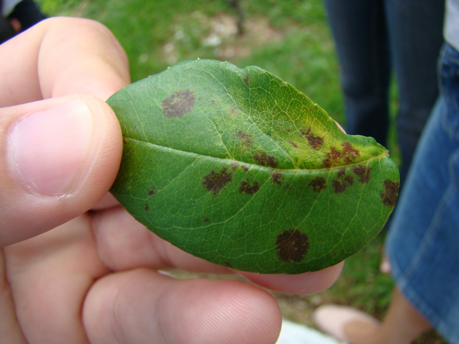 Folha verde com manchas marrons segurada por mão com fundo desfocado