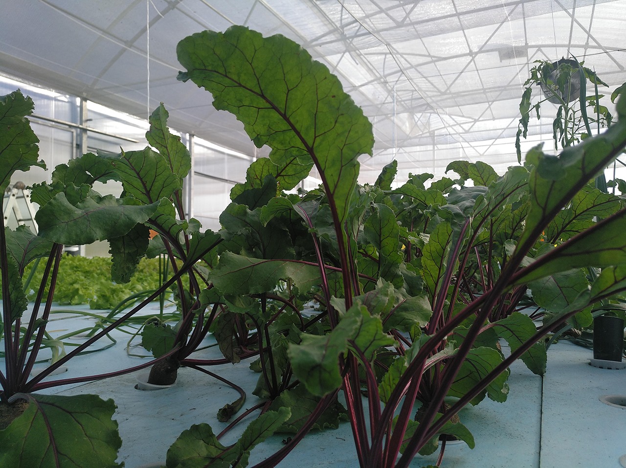 Estufa de Aquaponia Plantas de beterraba em estufa com folhas verdes e talos vermelhos