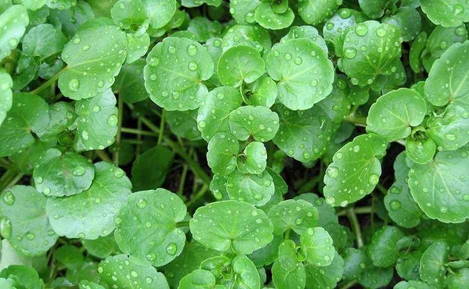 Folhas verdes redondas com gotas de água