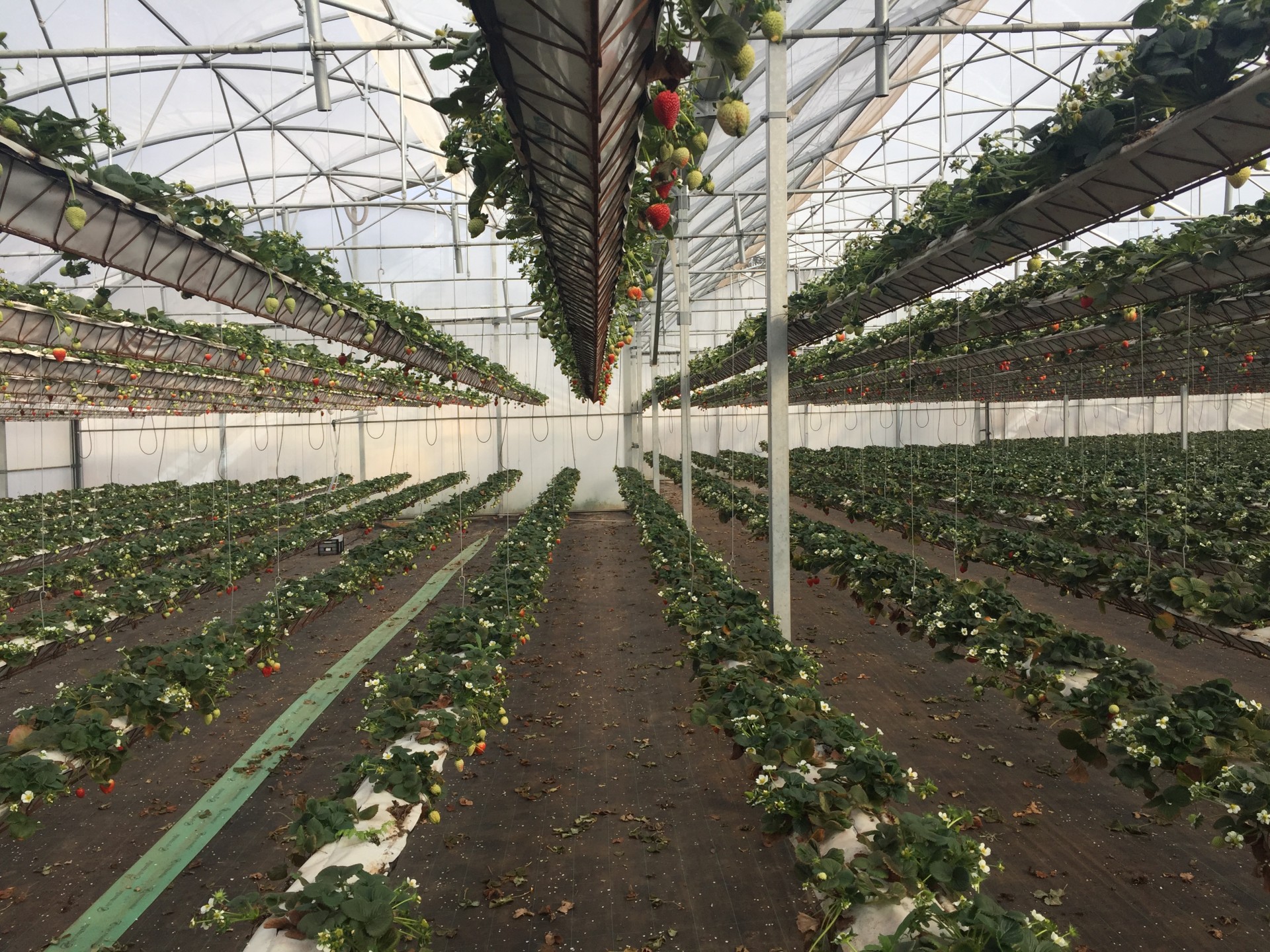 Estufa agrícola com filas de plantas de morango em tubos suspensos e no solo