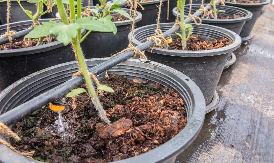 vasos pretos com plantas pequenas e sistema de rega por gotejamento