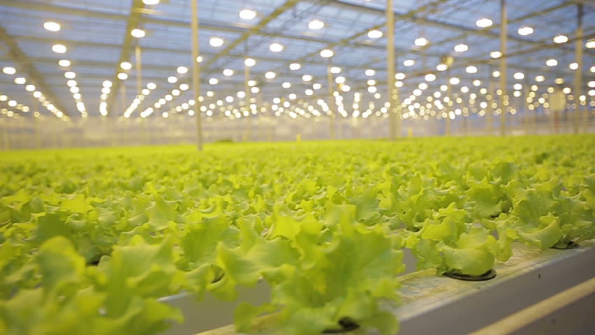 Plantas de alface verde cultivadas em hidroponia numa estufa com iluminação artificial