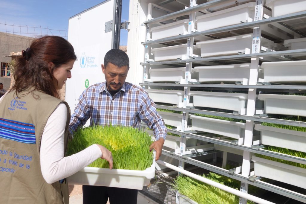 Duas pessoas com bandeja de plantas verdes em prateleiras brancas ao ar livre