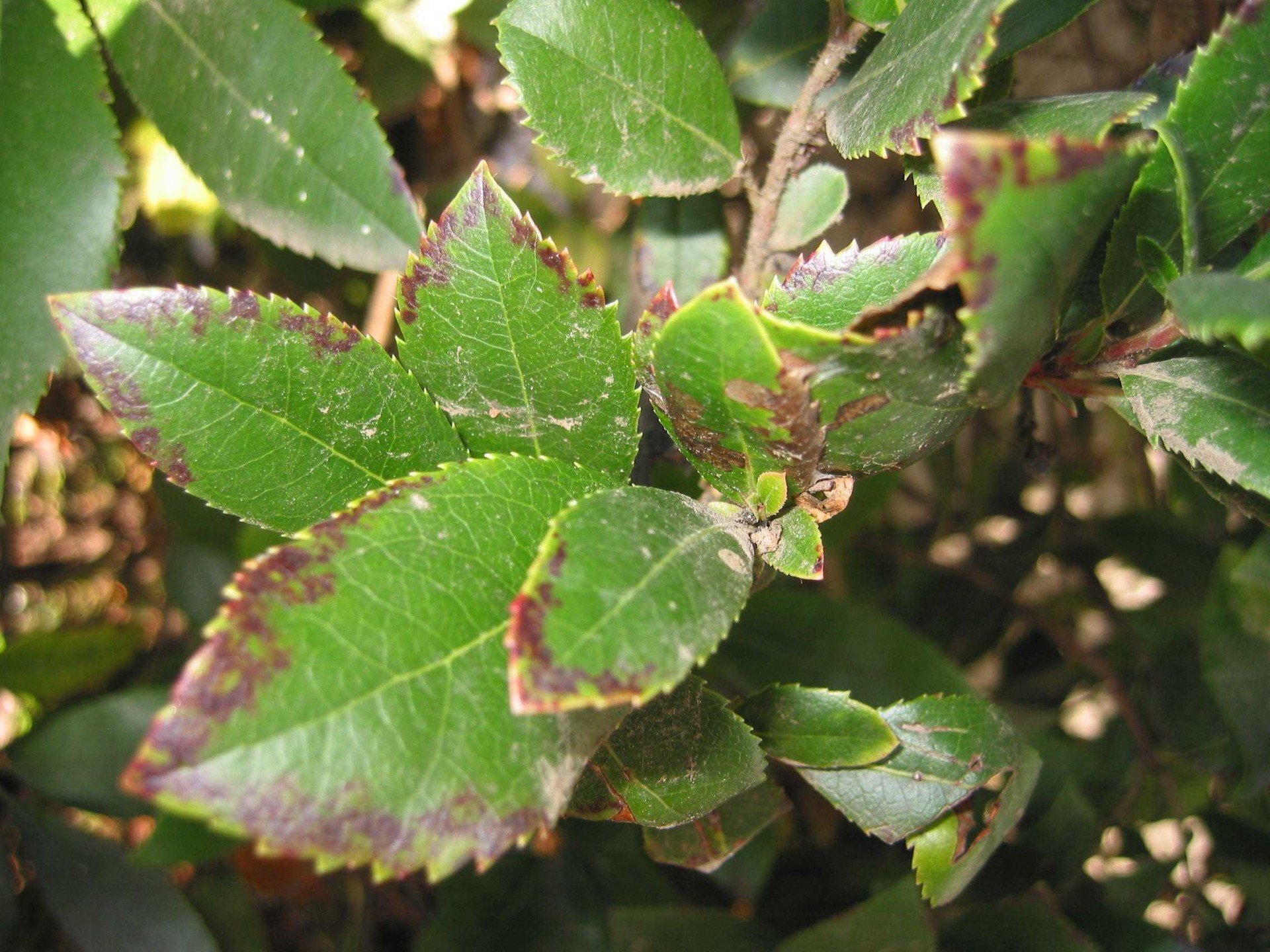 Folhas verdes com manchas castanhas nas bordas em arbusto