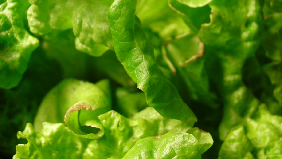 Folhas de alface verde frescas com textura ondulada