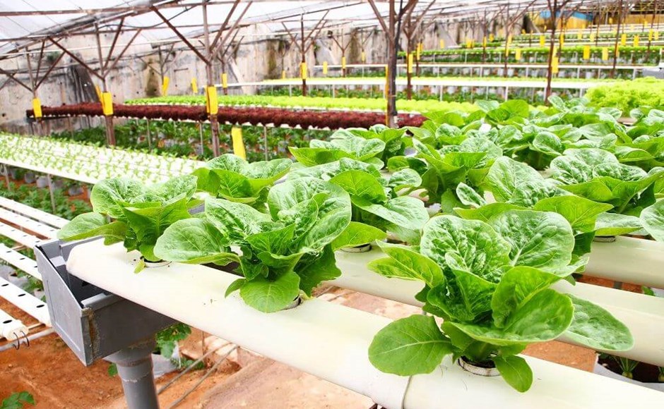 Cultivo hidroponico de alface verde em estufa com tubos brancos suspensos