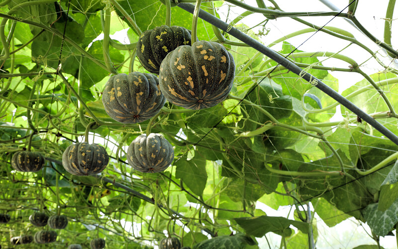 plantas em hidroponia