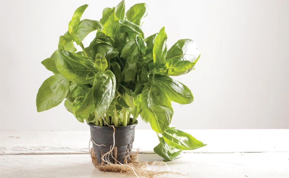 Vaso preto com planta verde de folhas largas e raízes visíveis