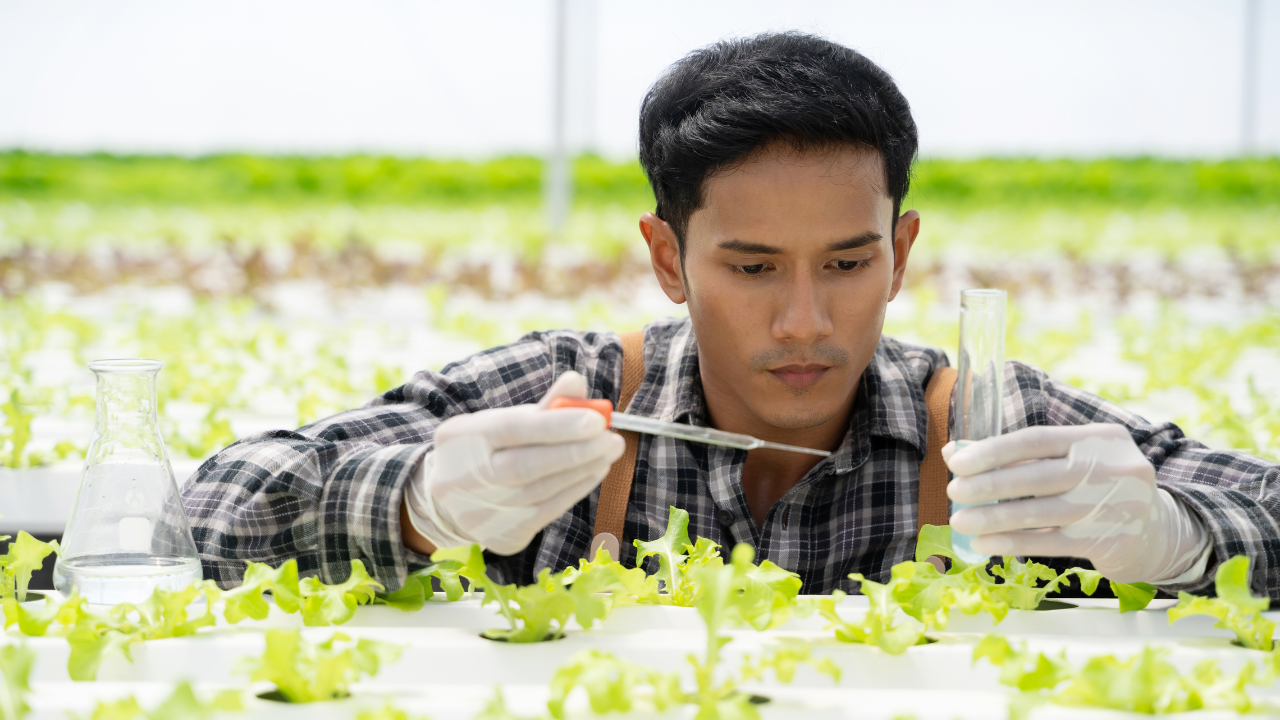 Homem a manipular plantas verdes num cultivo hidropónico usando luvas e ferramentas de laboratório