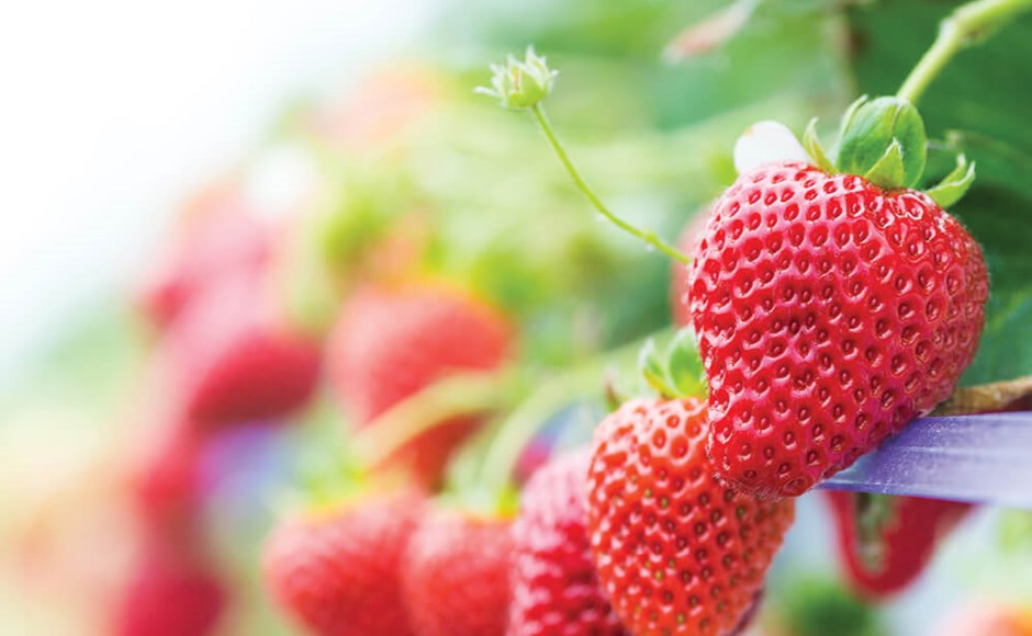 Morangos vermelhos maduros em plantações com folhas verdes ao fundo