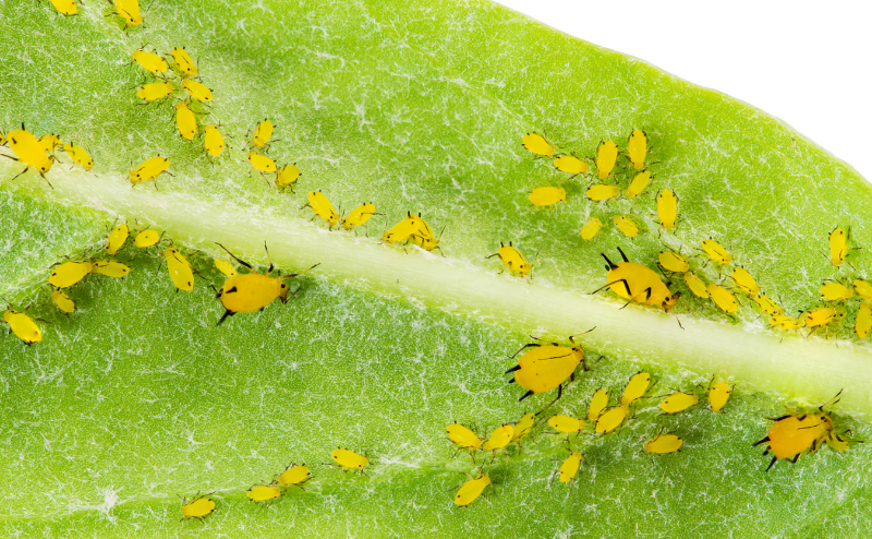 Folha verde com muitos pequenos insetos amarelos na sua superfície