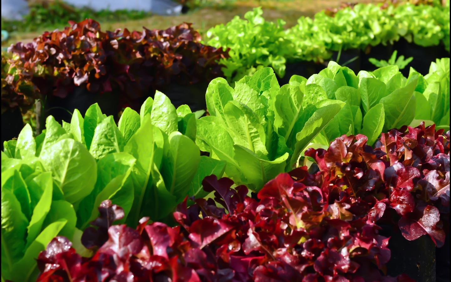 Alfaces frescas verdes e roxas cultivadas ao ar livre