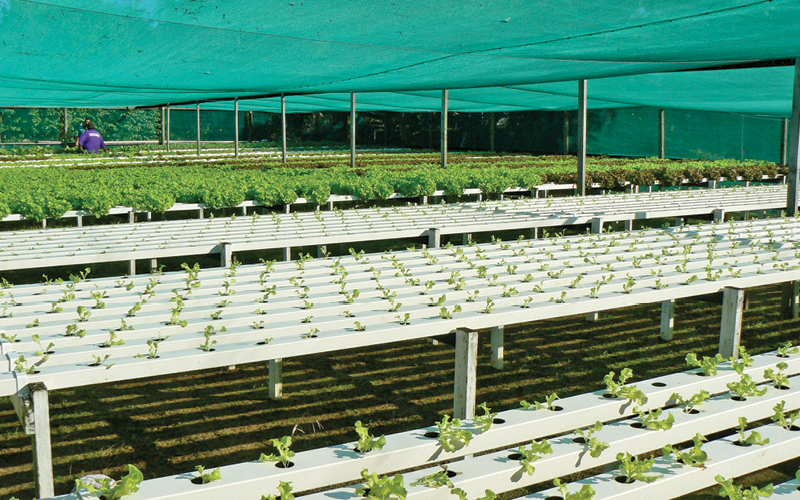 absor&ccedil;&atilde;o nutrientes hidroponia