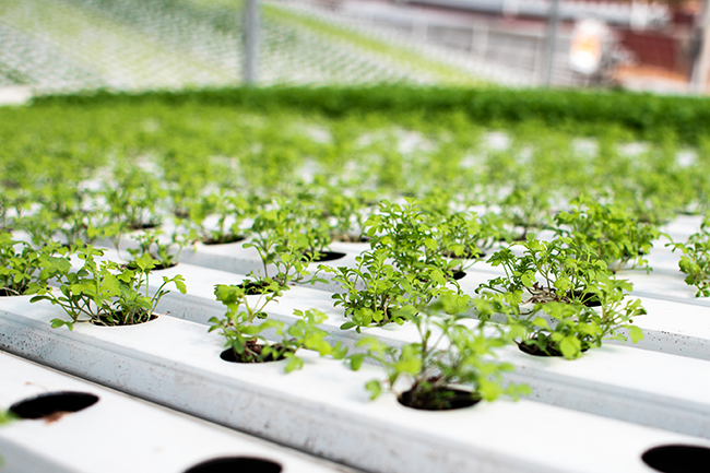espa&ccedil;amento entre plantas