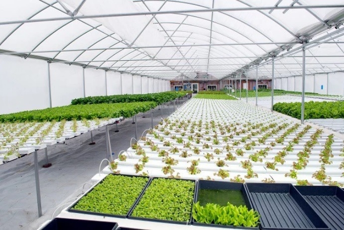 Estufa hidropónica com plantas verdes alinhadas em suportes brancos e bandejas pretas