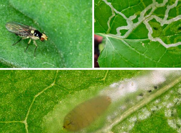 mosca - larva minadora