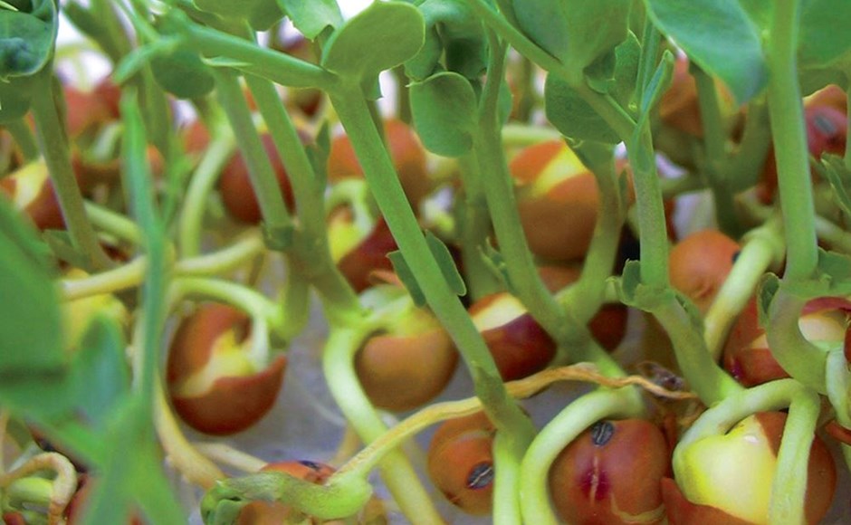 Frutos pequenos, laranja e vermelhos com caules verdes