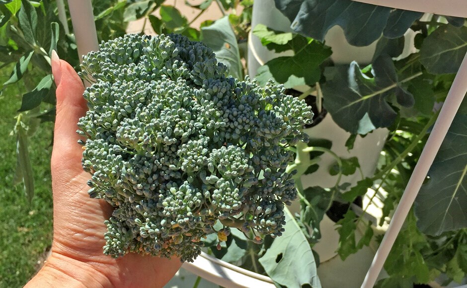 Mão segurando ramo de brócolos verdes em ambiente exterior com folhas e grades brancas.