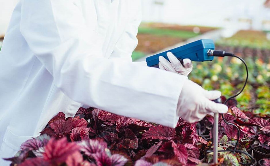 Pessoa com bata branca e luvas medindo plantas com dispositivo azul em estufa