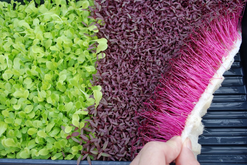 Microgreens verdes e roxos em bandejas, mão afastando camada superior para mostrar raízes