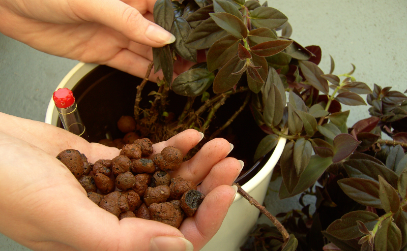 substratos hidroponia